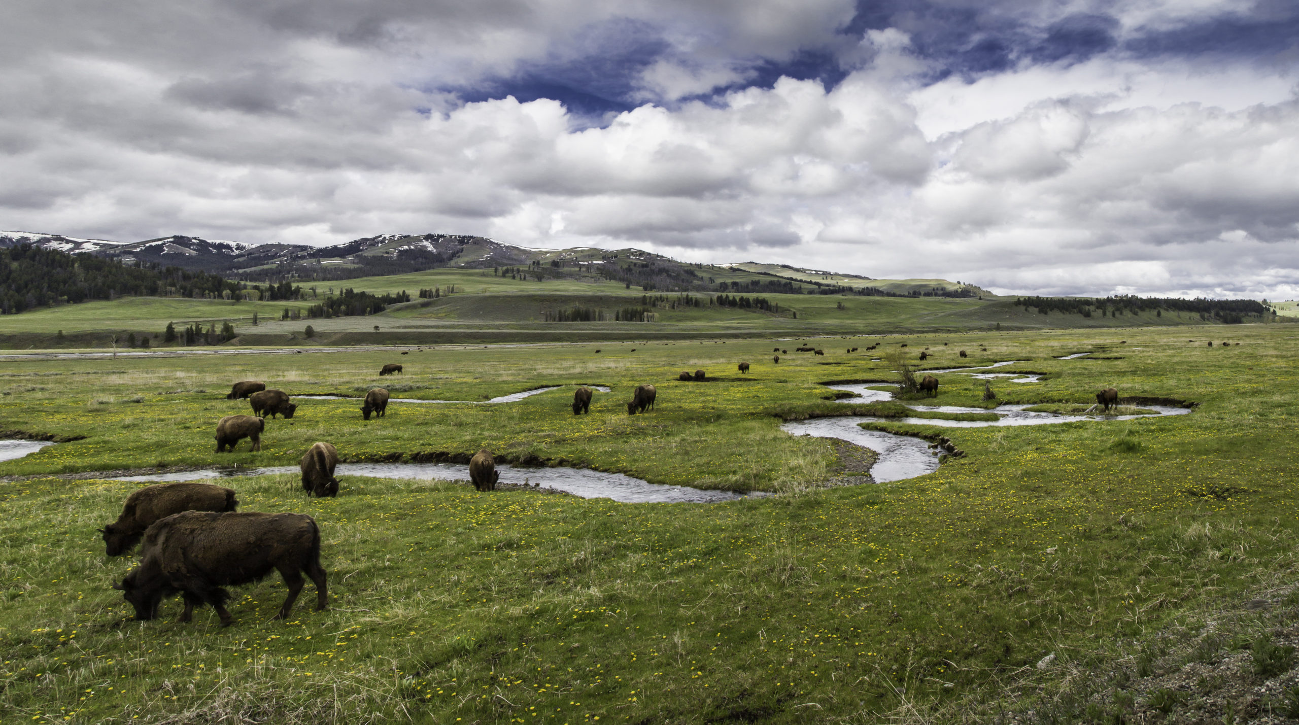 The North American Bison Will Soon Be The US National Mammal