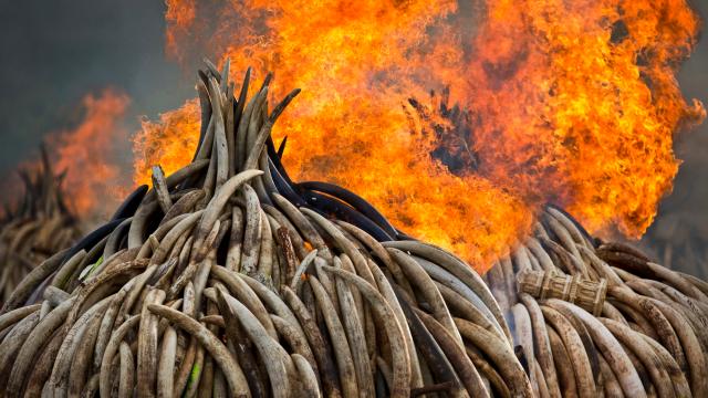 Kenya Torched 5 Per Cent Of The World’s Stockpiled Ivory