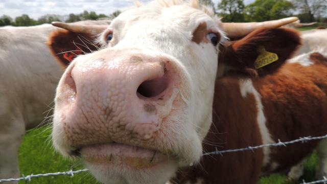 Heroic Scientists Want To Clean Up Cow Farts To Save The Planet