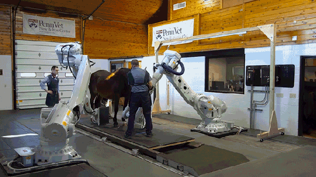 Robotic X-Rays Make Racehorses’ Lives Much Easier