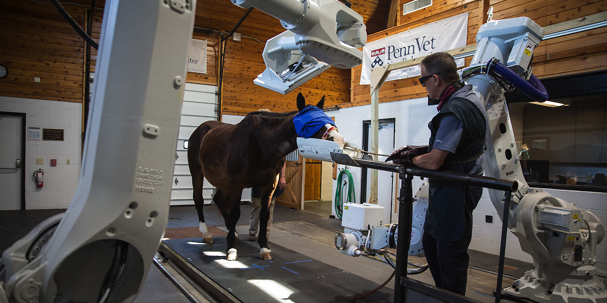Robotic X-Rays Make Racehorses’ Lives Much Easier