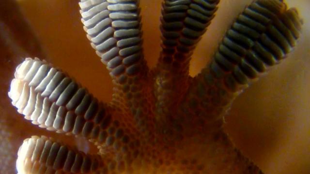 How A Gecko’s Foot Could Help Clean Your Dusty Apartment