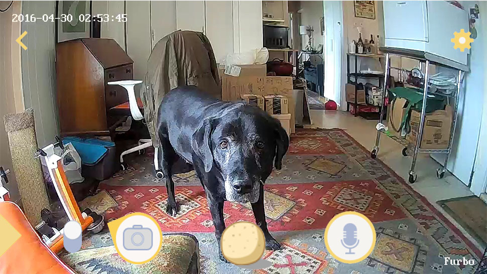 Furbo Pet Camera Review: It Confused My Dog And Busted My Naughty Landlord