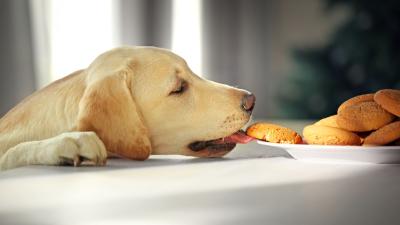 Why Your Labrador Retriever Loses Its Mind Around Food