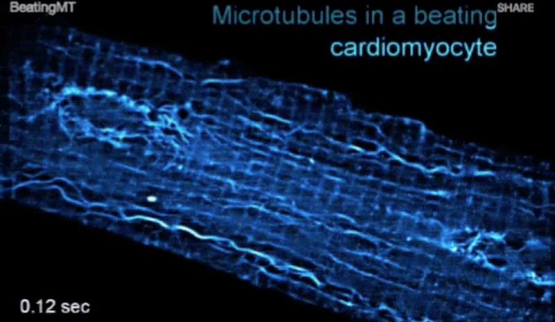 Microscopic Tubes Inside Beating Heart Cells Work Like Shock Absorbers