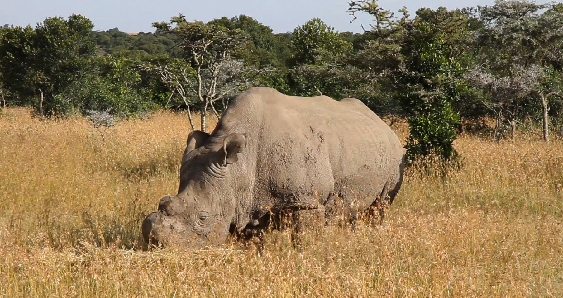 Scientists Have An Insane Plan To Stop These Rhinos From Going Extinct