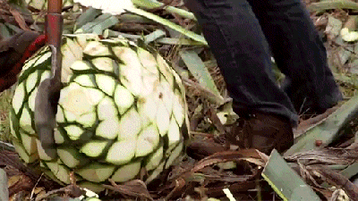 How To Turn Agave Into Tequila