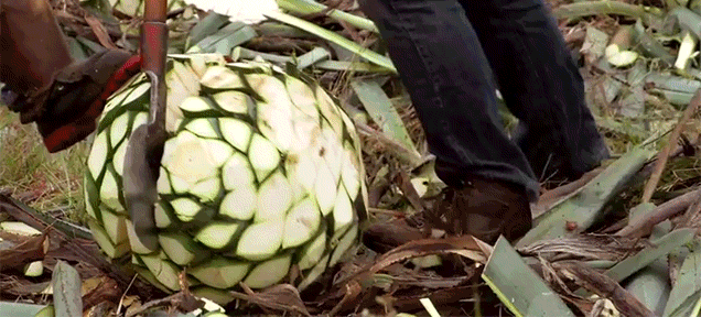 How To Turn Agave Into Tequila
