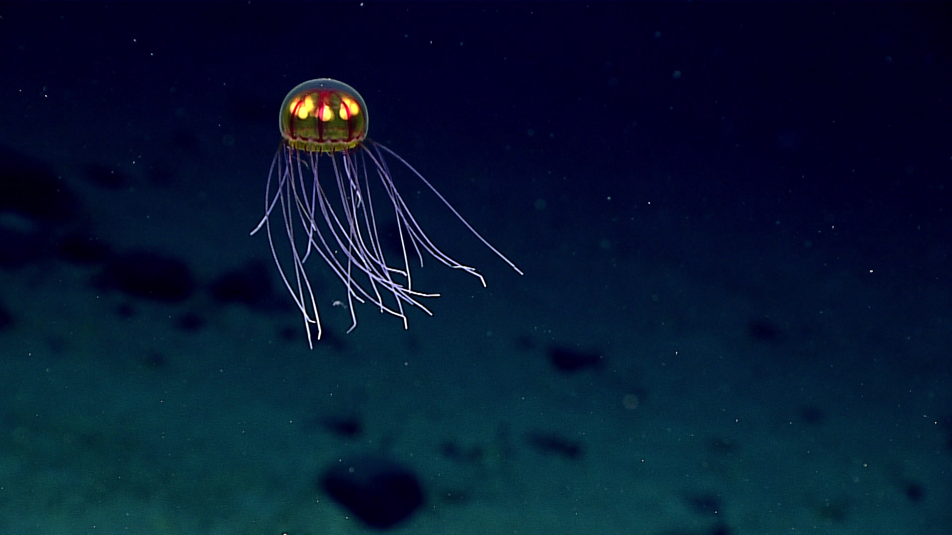 Mariana Trench Live Stream Reveals Some Seriously Gnarly Creatures