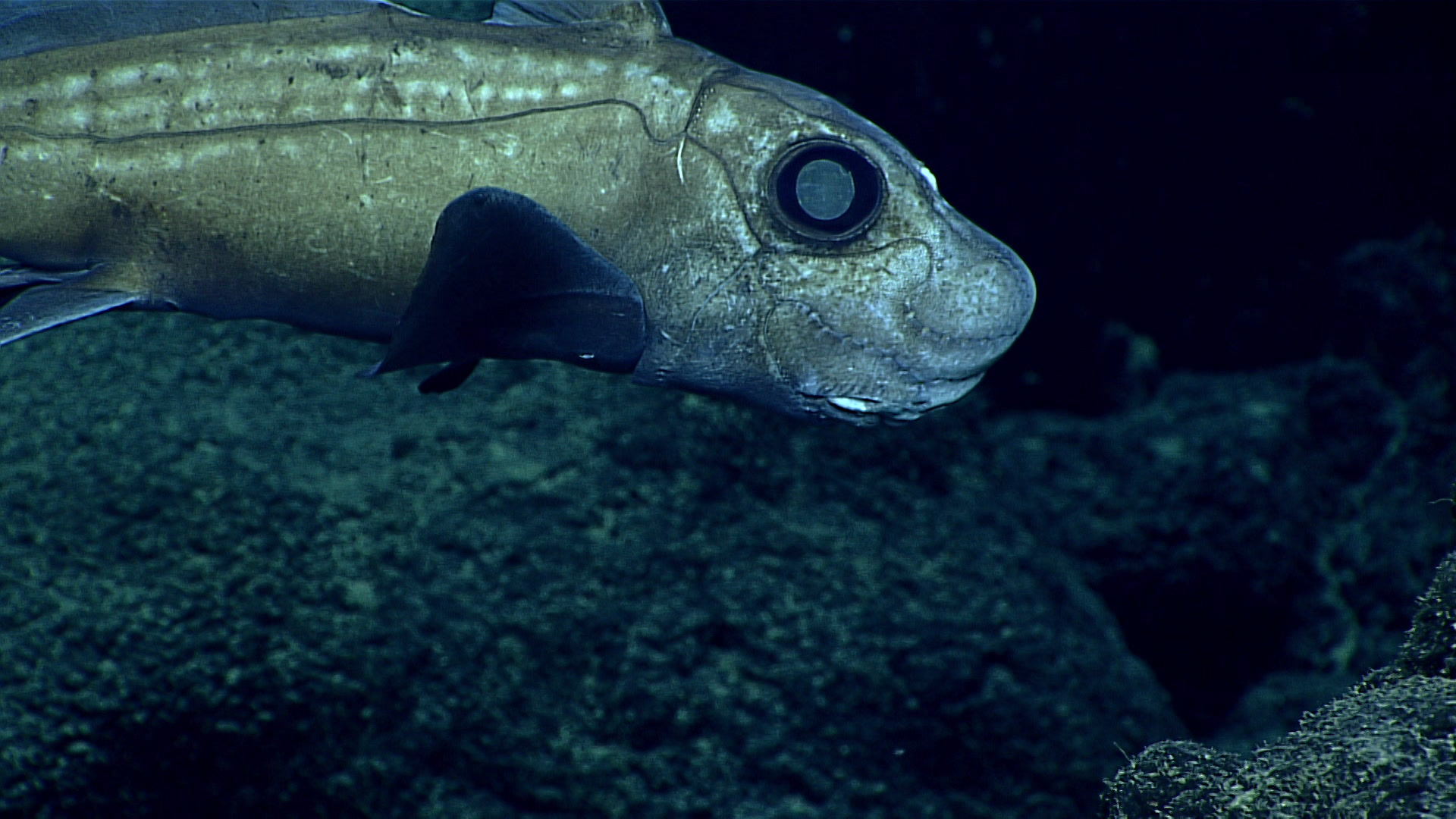 Mariana Trench Live Stream Reveals Some Seriously Gnarly Creatures