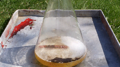 Watching A Hot Dog Dissolve In Acid Is Strangely Peaceful And I Can’t Look Away