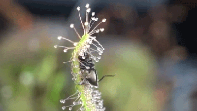 Watch A Carnivorous Plant Wrap Itself Around A Bug And Entomb It