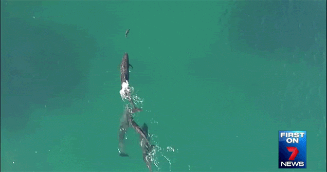 Aussie Drone Footage Shows A Pod Of Dolphins Hunting A Shark