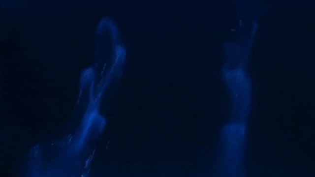 Seeing Dolphins Swim In Glow In The Dark Waters Is Beyond Stunning
