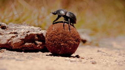Dung Beetles Navigate By Storing Star Maps In Their Tiny Brains