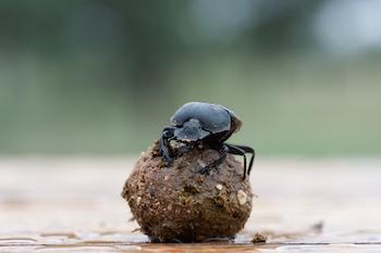 Dung Beetles Navigate By Storing Star Maps In Their Tiny Brains