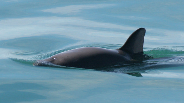 Illegal Fishing In Mexico Is Driving The World’s Smallest Porpoise To Extinction