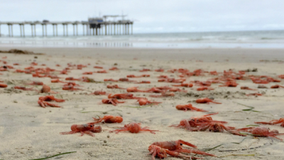 El Niño Gives California Crabs