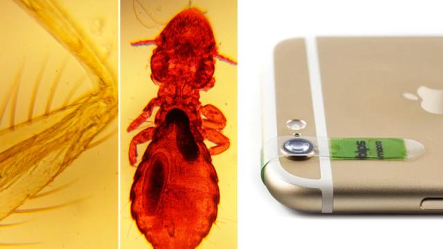 Stick-On Lenses Turn Your Phone Camera Into A Microscope