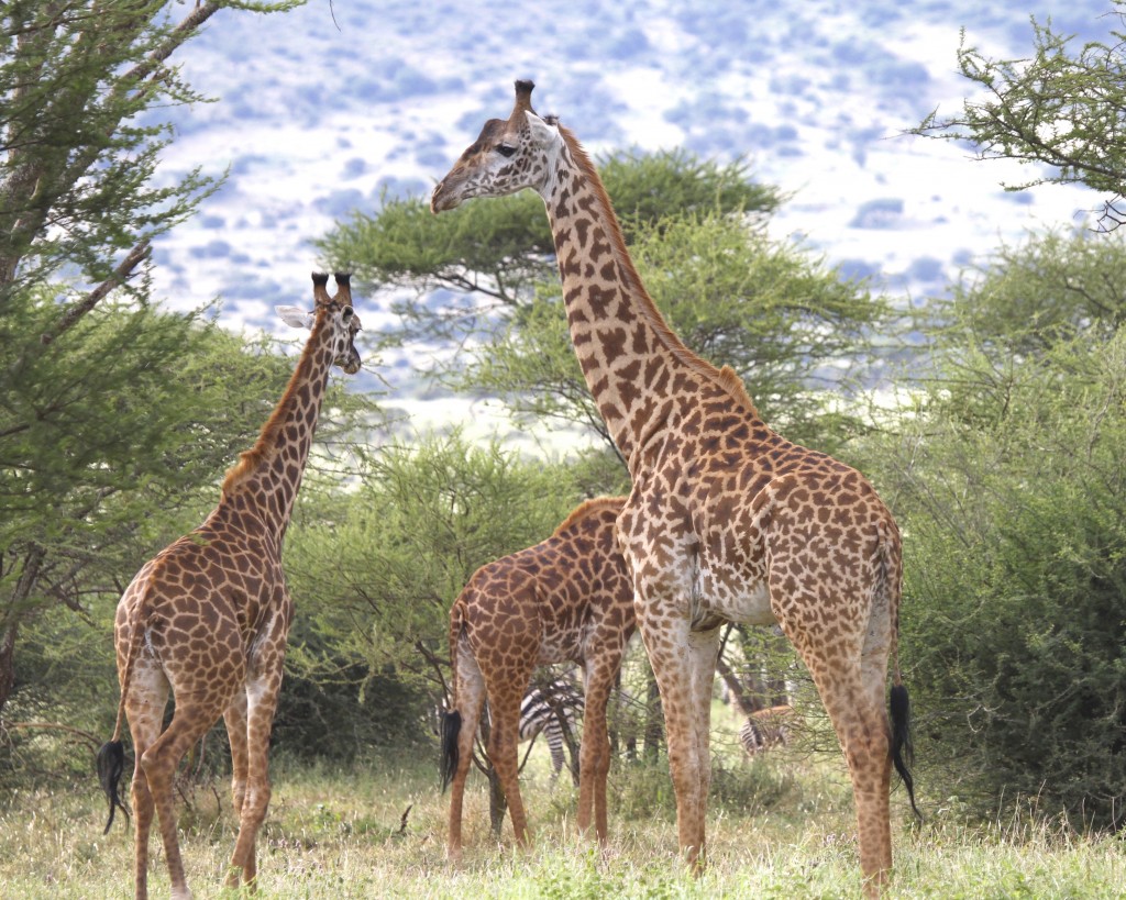 Genetic Clues Reveal How Giraffes Got Their Long Necks
