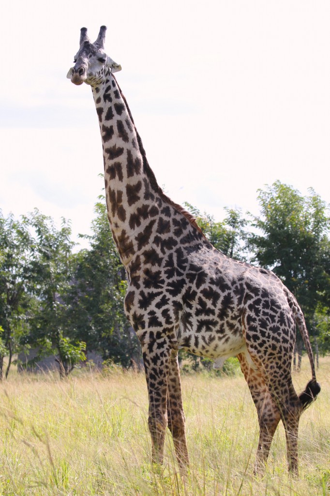 Genetic Clues Reveal How Giraffes Got Their Long Necks