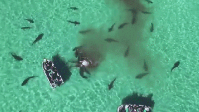 Drone Catches Incredible 70-Shark Feeding Frenzy