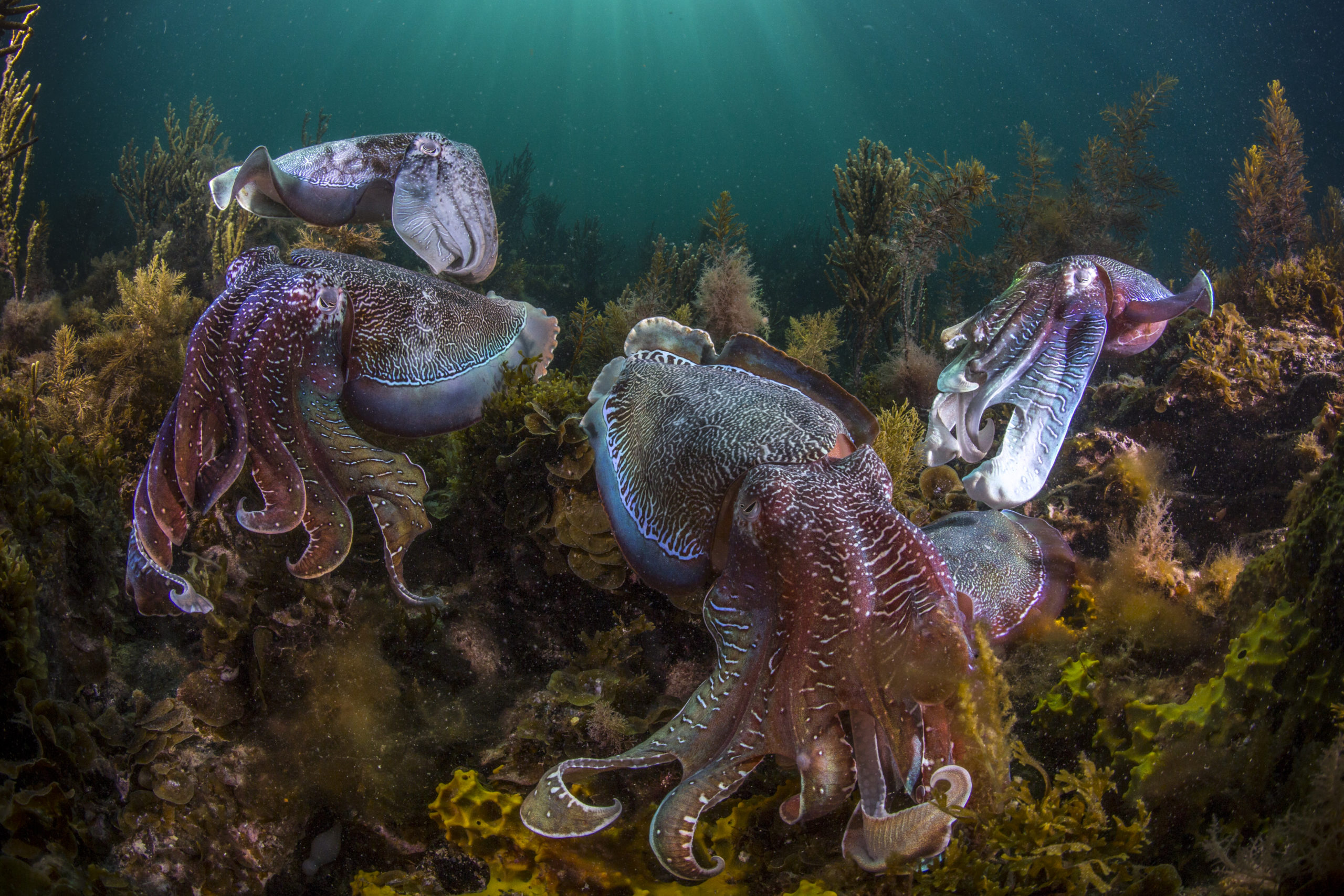 Морские какое число. Морские головоногие моллюски. Головоногие моллюски осьминог. Головоногие Осьминоги каракатицы. Цефалоподы головоногие.