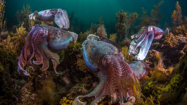 Swarms Of Octopus Are Taking Over The Oceans