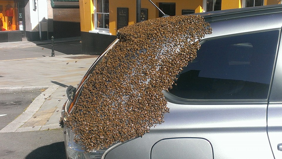 I Wish I Loved Something As Much As These Bees Love This Car