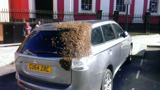 I Wish I Loved Something As Much As These Bees Love This Car