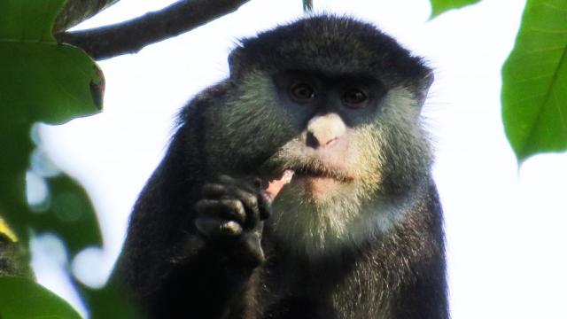 African Monkeys Caught Eating Bats For The First Time