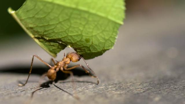 Idiot Lets Himself Get Bitten Repeatedly By A Leafcutter Ant (Warning: Gross)