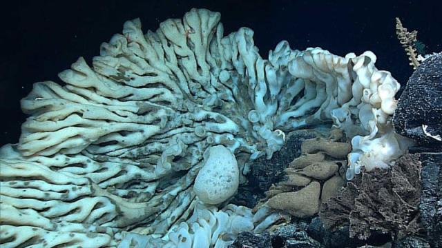 Look At The World’s Biggest Sponge, Which Is Over 3 Metres Long