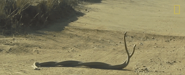 Watch Snakes Fight By Rapidly Twisting Themselves Together In A Braid