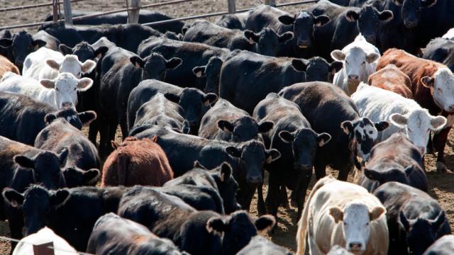 Feeding Cows Antibiotics Could Be Much Worse Than We Thought