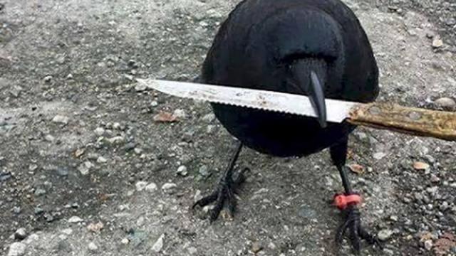 Notorious Bird Criminal Stole Knife From Crime Scene