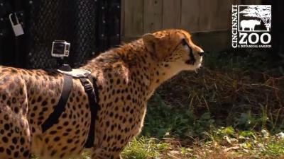 Watch This Cheetah Run With A GoPro On Its Back