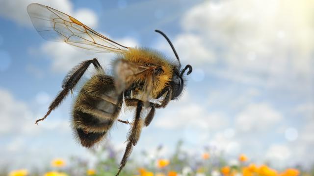 Bumblebees Still at Risk From Radiation in Chernobyl Nearly 35 Years On