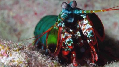 The Mighty Claw Of The Mantis Shrimp Inspires Next-Gen Helmets And Body Armour