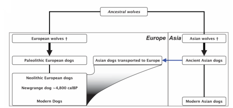 Looks Like We Were Wrong About The Origin Of Dogs