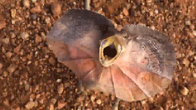 This Frilled-Neck Lizard Chasing People Down Is My Jurassic Park Nightmare