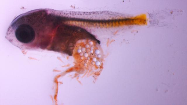 Young Fish Get Hooked On Plastic Microbeads