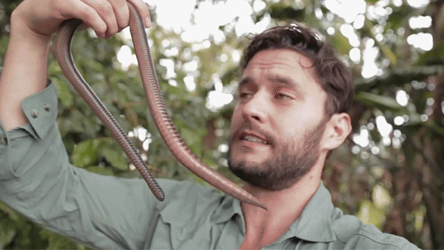 Check Out This Huge, Gross Earthworm