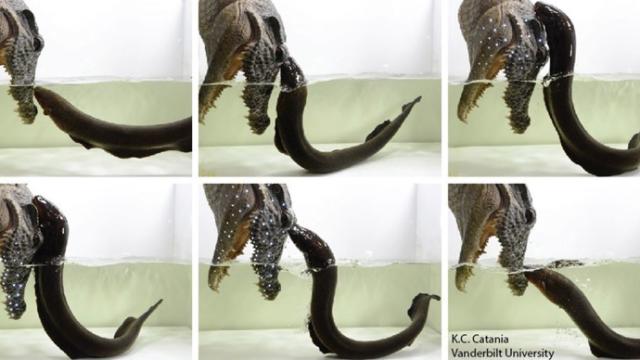 Leaping Electric Eels Resolve A Centuries-Old Mystery