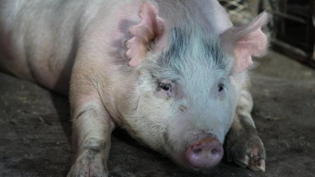 We’re One Step Closer To Growing Human Organs Inside Of Pigs