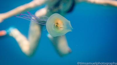 Live Fish Photographed Inside A Jellyfish Knows The Furthest Depths Of Regret