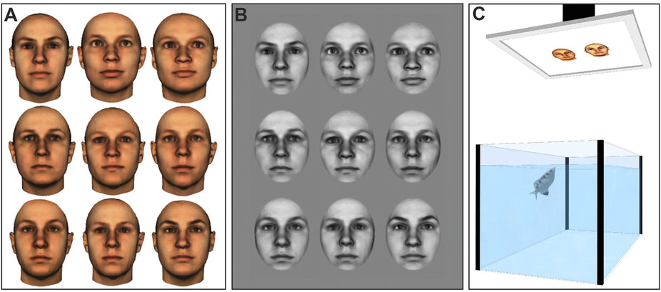 Unsettling Experiment Shows That Fish Can Recognise Human Faces