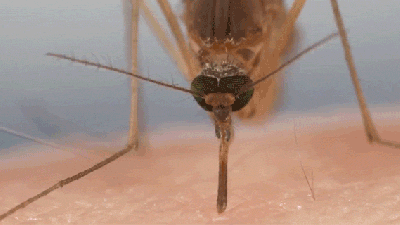 Watch How Mosquitoes Use Six Gross Needles To Suck Our Blood
