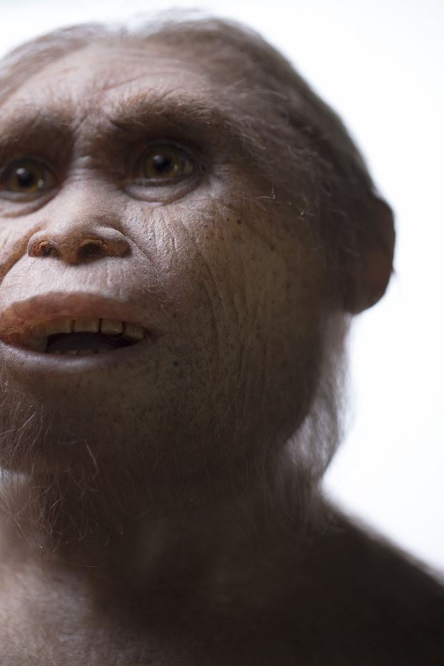 Ancestral Remains Of Mysterious ‘Hobbit’ Species Uncovered On Indonesian Island