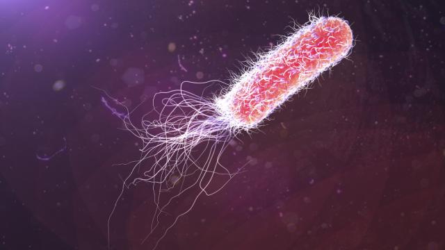 Living Bacteria Can Now Store Data